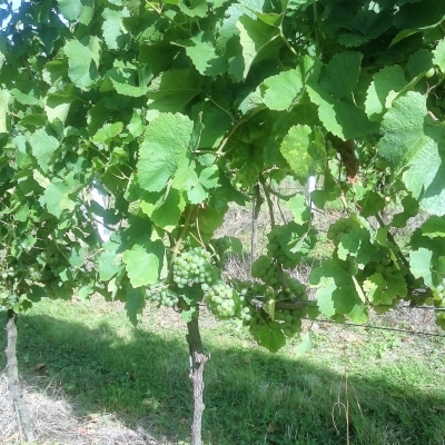 Silvaner Wue 318 DSC 0458